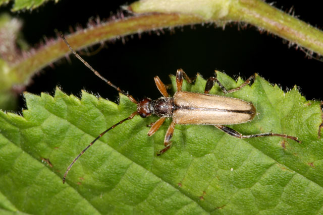 Pidonia lurida - Copyright Denis Bourgeois